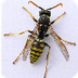 Wasp (Yellow Jacket)