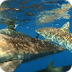 Silky shark - I like the marin