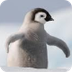 Penguin Video for Kids