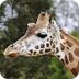 Giraffe Cam | San Diego Zoo Sa
