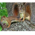 Two Red squirrels-video 