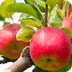 De appelboom digitaal verhaal