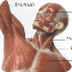  The Muscular System