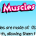 The muscles - The Children's U