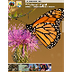 Monarch Butterfly Conservation