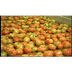 Schooltv: Tomaten plukken