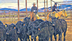 ConneXion Livestock - 
 
 - Za