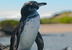 Galapagos Penguin – Spheniscus