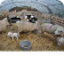 juf Marije boerderij
