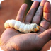 Witchetty Grub