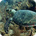 The birth of sea turtles. Naci