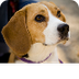 Beagle Dog Breed Information -
