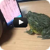 Frog catches ants on iPhone an