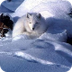 Arctic Fox