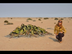 Namibia 3 - Welwitschia Mirabi