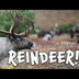 Reindeer! Learn facts about Re