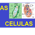 Las Celulas y Tipos de Celulas