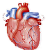 Fisiología cardiaca