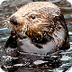 Sea Otters