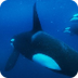 Orca videos, photos and facts 