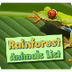 Rainforest Animals List 