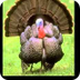 Wild Turkey Facts - YouTube