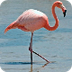 Madilynn - flamingo