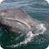 Ruta migratoria ballena gris