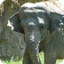 Asian elephant | Smithsonian's