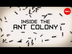 Inside the ant colony - Debora
