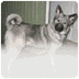 Norweigan Elkhound