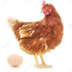 Thema: Kip en eieren