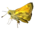 Welcome to the Butterflies