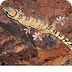 Marbled Velvet Gecko - R