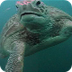 What do sea turtles eat? video