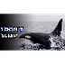 Orca facts: the Wolves of the 