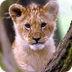 Lion Cam | Smithsonian