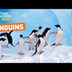 All About Penguins | Nat Geo