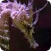 Seahorses, Seahorse Pictures, 