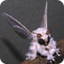 Bizarre poodle moth fascinates