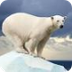 Arctic Animal Facts