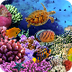 Pacific Reef Webcam