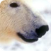 Extinction of Polar Bears