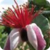 Guía de flora nativa del urugu