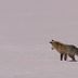 Fox Snow Dive - Yellowst