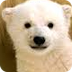 WWF - Polar bear diet