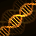 Estructura y función del ADN y del ARN. ¿Por qué se comportan distinto a pesar de compartir una estructura similar? | Actualidad | Investigación y Ciencia