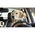Dogs