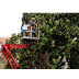 Tree Pruning Services 