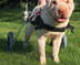 Dog Wheelchair – How to choose